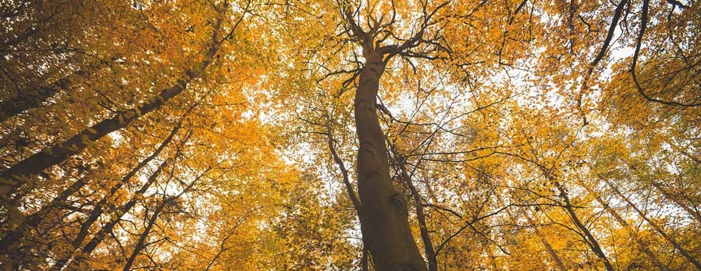 Fractal Tree